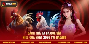 cách thả gà đá cựa sắt