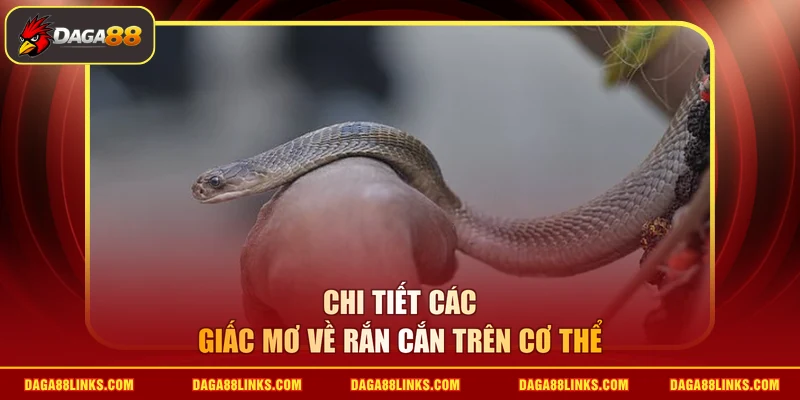 Chi tiết các giấc mơ về rắn cắn trên cơ thể