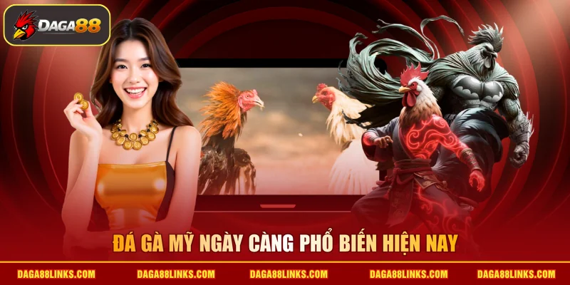 Đá gà Mỹ ngày càng phổ biến hiện nay